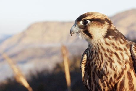 California's Sky Falconry