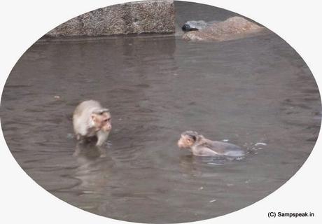 do monkeys swim .... monkey bathing !!
