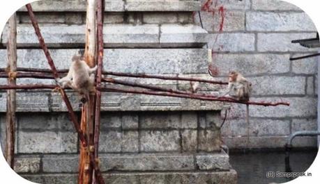 do monkeys swim .... monkey bathing !!