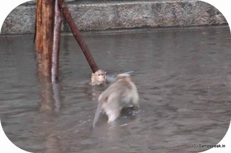 do monkeys swim .... monkey bathing !!