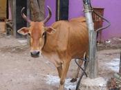 Brown Allotted Seat Govt Degree College Bemina Written Exam !!!!