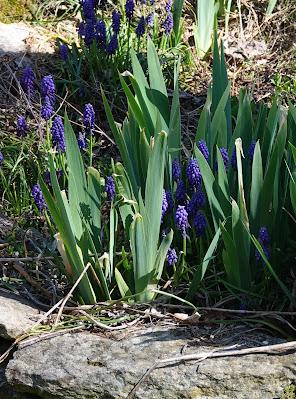 Spring Time