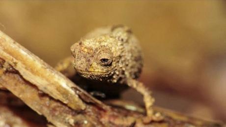 Worlds Smallest Reptile: When Was The Brookesia nana Discovered? Worlds Smallest Reptile: When Was The Brookesia nana Discovered?