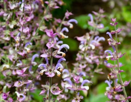 Clary sage oil: Benefits, uses and side effects