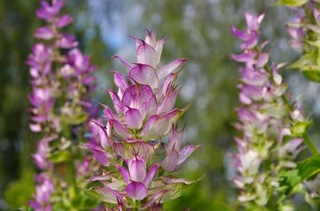 Clary sage oil: Benefits, uses and side effects