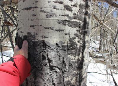 Tree-following: today's topic is BARK