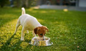 Do you feed your dog the best food for dogs?