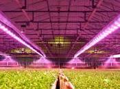 Lighting Horticulture Market Size, Share, Trends, Business Development, Analysis Opportunities 2018-2026