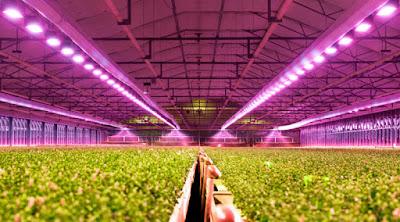 In contrast to field farming and animal husbandry, the LED lighting horticulture market is directly addressed to businesses associated with commercial, indoor, and R&D activities related to plants.