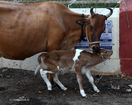 this love to 'Calf' is not calf-love !!