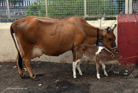 this love to 'Calf' is not calf-love !!