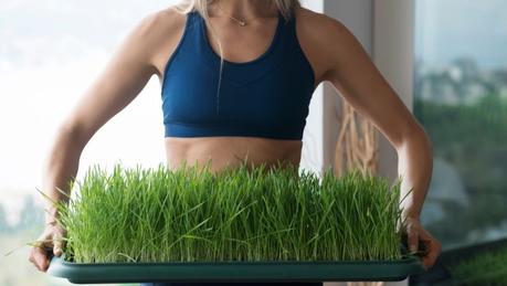 Is wheatgrass juice actually healthy? Find out!