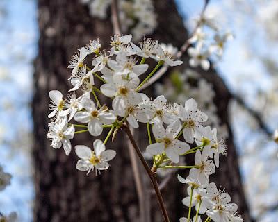 Cherry blossoms [Sakura | Japanese national flower]