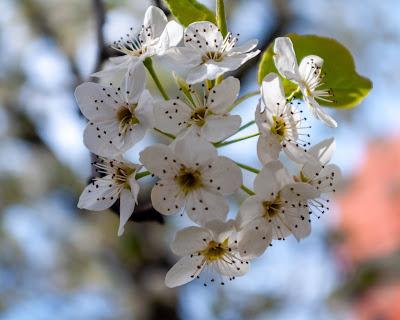 Cherry blossoms [Sakura | Japanese national flower]