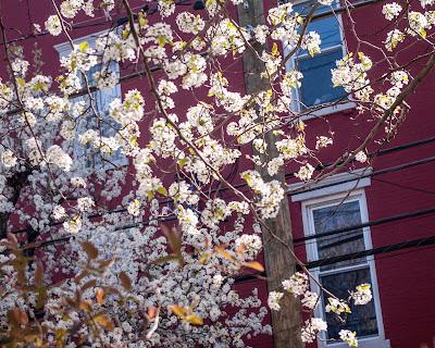 Cherry blossoms [Sakura | Japanese national flower]