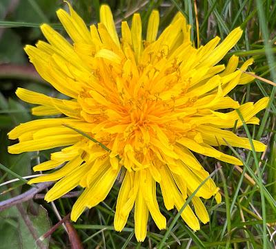 Dandelions - I have a few, but then again.....