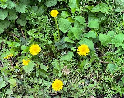 Dandelions - I have a few, but then again.....