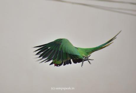 Parrots !  -  head over heels !!