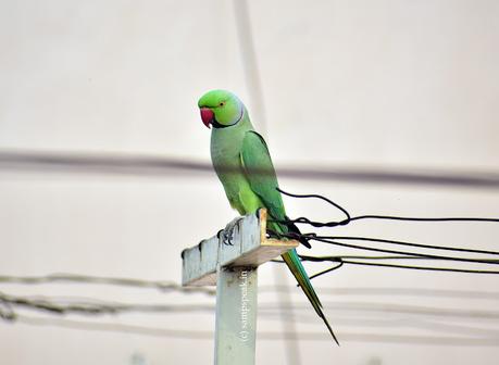 Parrots !  -  head over heels !!