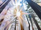Redwood Cathedral Trees Painting Amazing Light California Forest