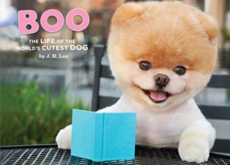 Meet Boo, the world’s cutest dog (who has 1.8 million Facebook fans and a book deal)