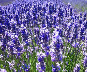 Lavender Soap