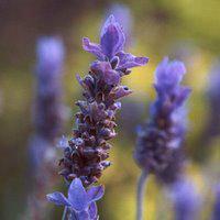 Lavender Soap