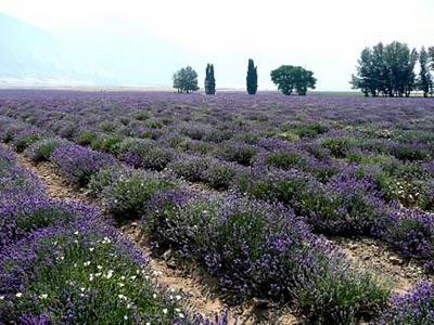 Lavender Soap