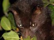 Featured Animal: Banded Palm Civet