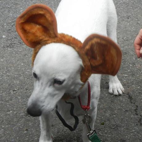 Fun With Colors, a Flea Market and We try again with the Movie