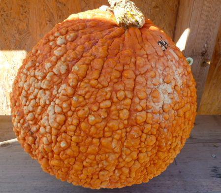 pumpkin festival strange pumpkins