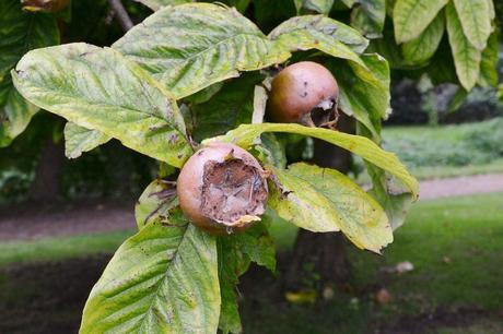 Westbury Court Garden, Westbury-on-Severn: Garden visit #2