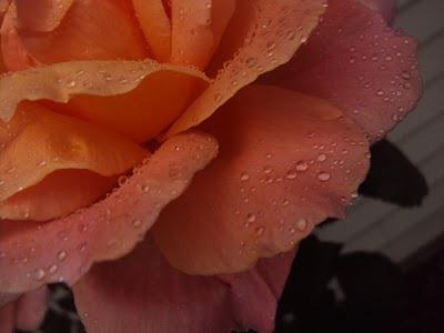 Rain, Rain, Here Today!