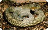 Snake! What to do, What not to do. kingbrown