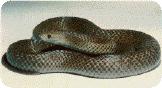 brownsnake1