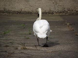 The Great Swan Rescue