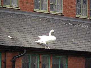 The Great Swan Rescue