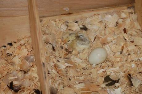 Pictures of our new baby Ameraucana chicken.