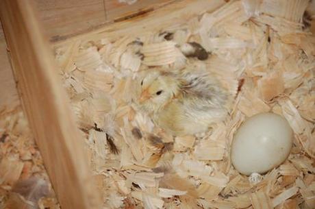 Pictures of our new baby Ameraucana chicken.