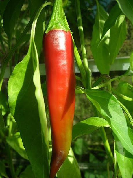 September chilli fest