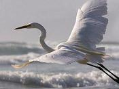 Great Egret Rising