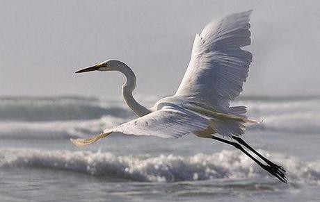 Great Egret Rising