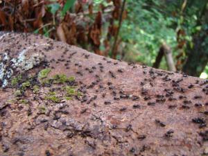 From the Jungle to the River in Borneo