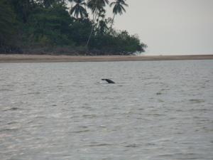 From the Jungle to the River in Borneo