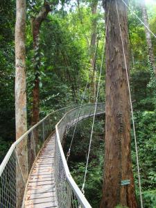 From the Jungle to the River in Borneo