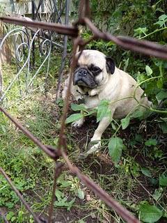 The Tomato-Pug Challenge