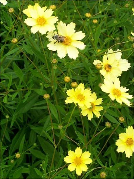 Pattern of yellow flowers