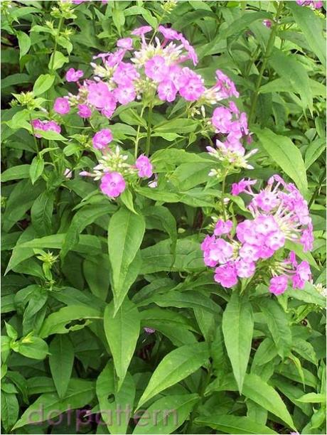 Lavender blue Garden Philox (Phlox paniculata)