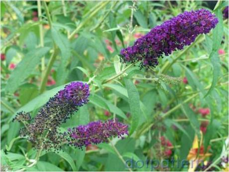 Purple butterfly bush (Buddleja davidii)