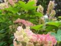 Bunches Blooming Pink Flowers